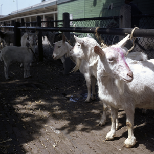 859504 Afbeelding van geiten op de veemarkt aan de Croeselaan te Utrecht.